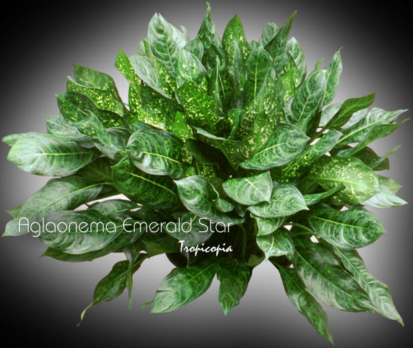 Aglaonema - Aglaonema 'Emerald Star' - Chinese Evergreen